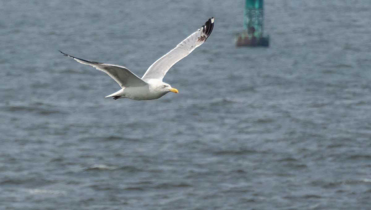American Herring Gull - ML640736723