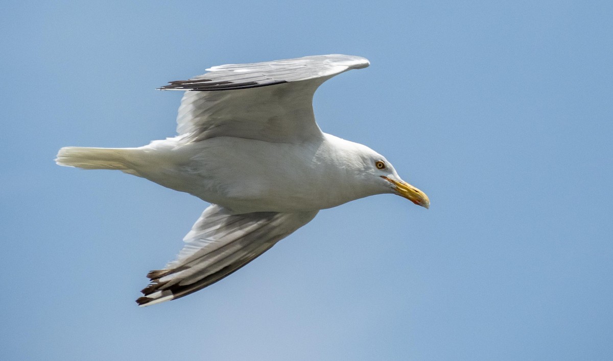 American Herring Gull - ML640736724