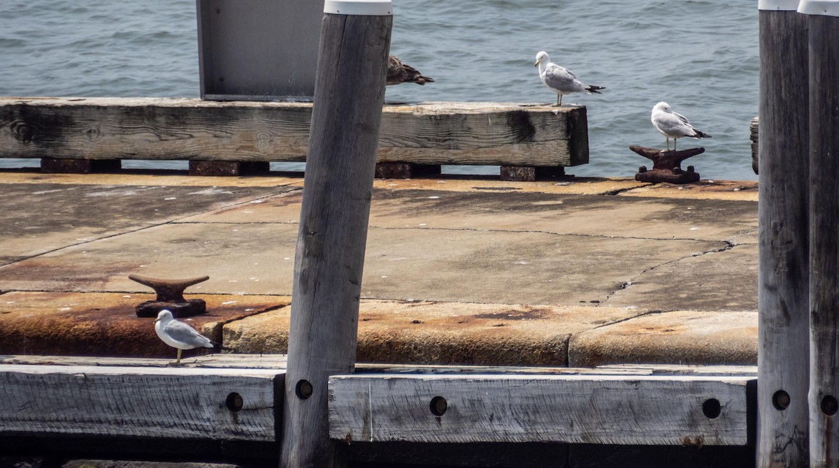 Ring-billed Gull - ML640736728