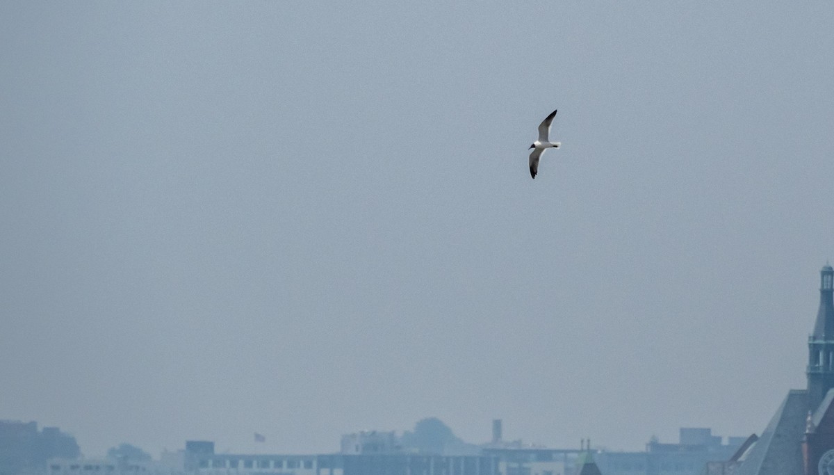 Laughing Gull - ML640736737