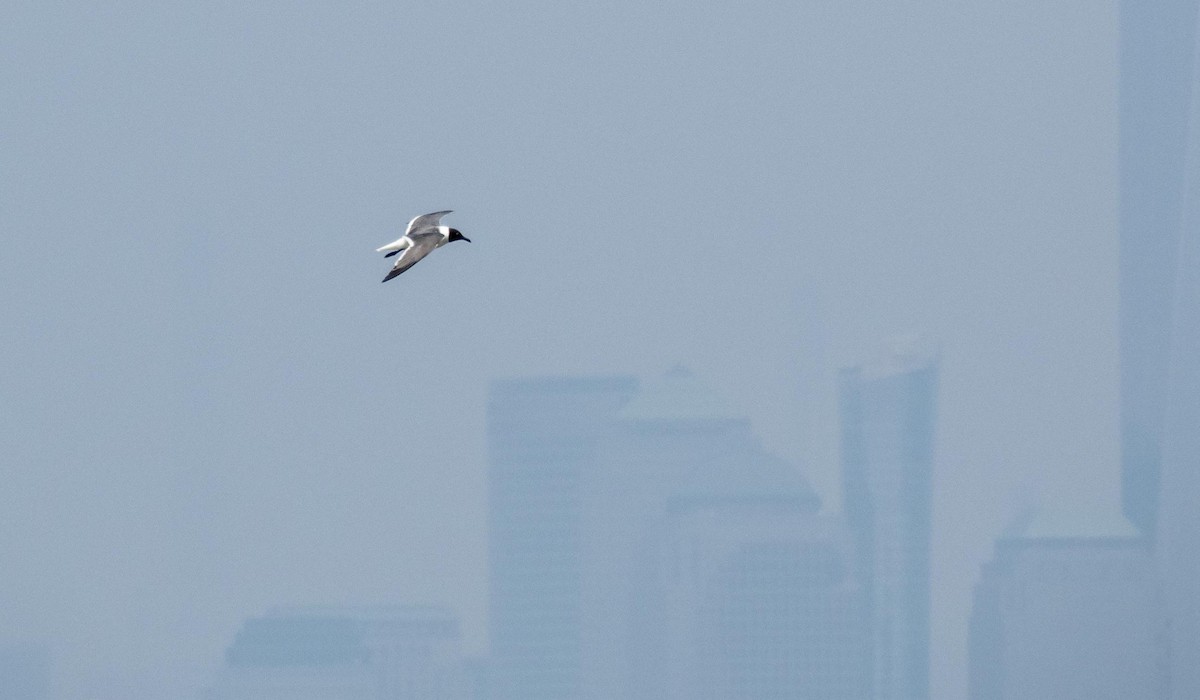 Laughing Gull - ML640736738