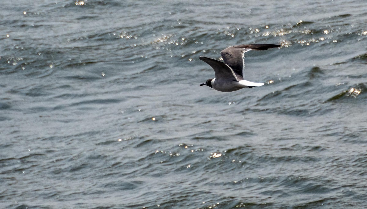 Laughing Gull - ML640736740