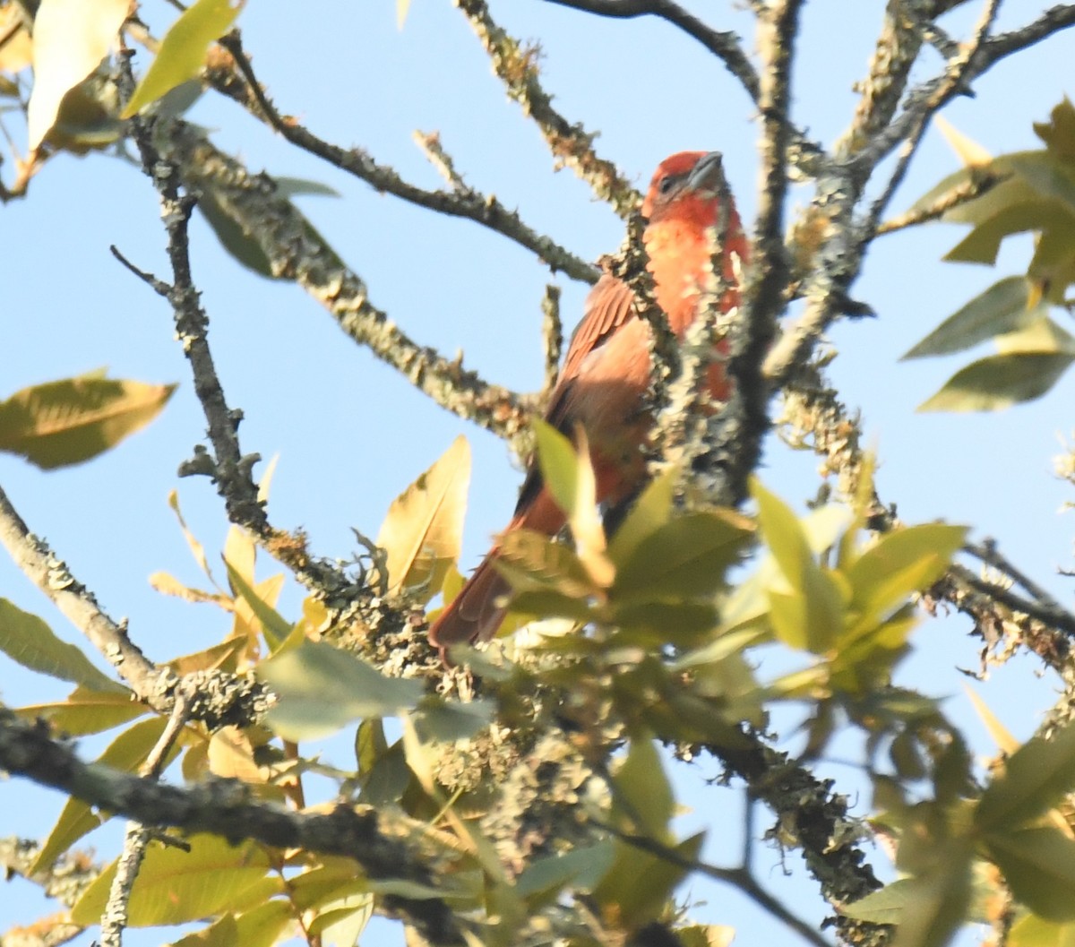 Hepatic Tanager - ML640736772