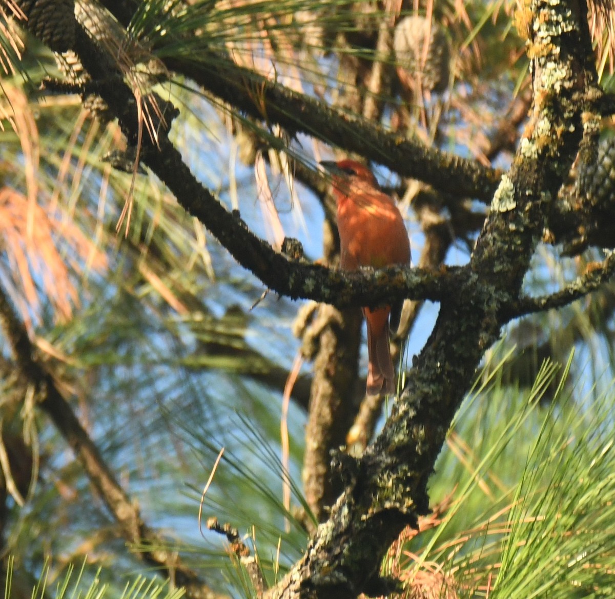 Hepatic Tanager - ML640736773