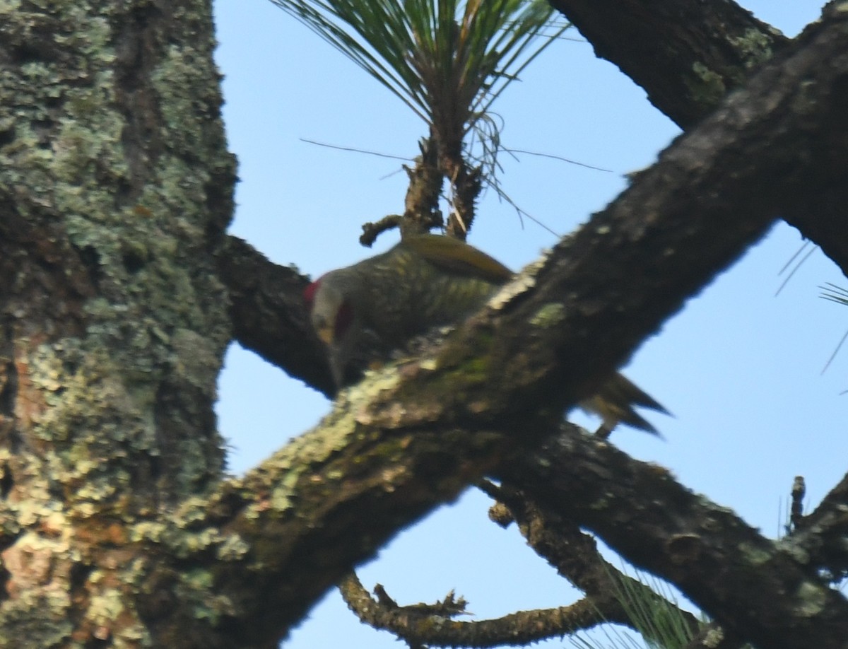 Golden-olive Woodpecker - ML640736776