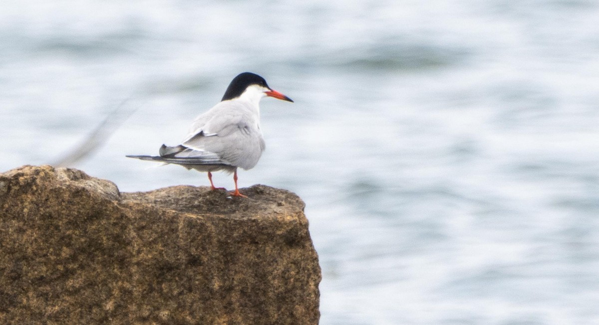 Common Tern - ML640736800