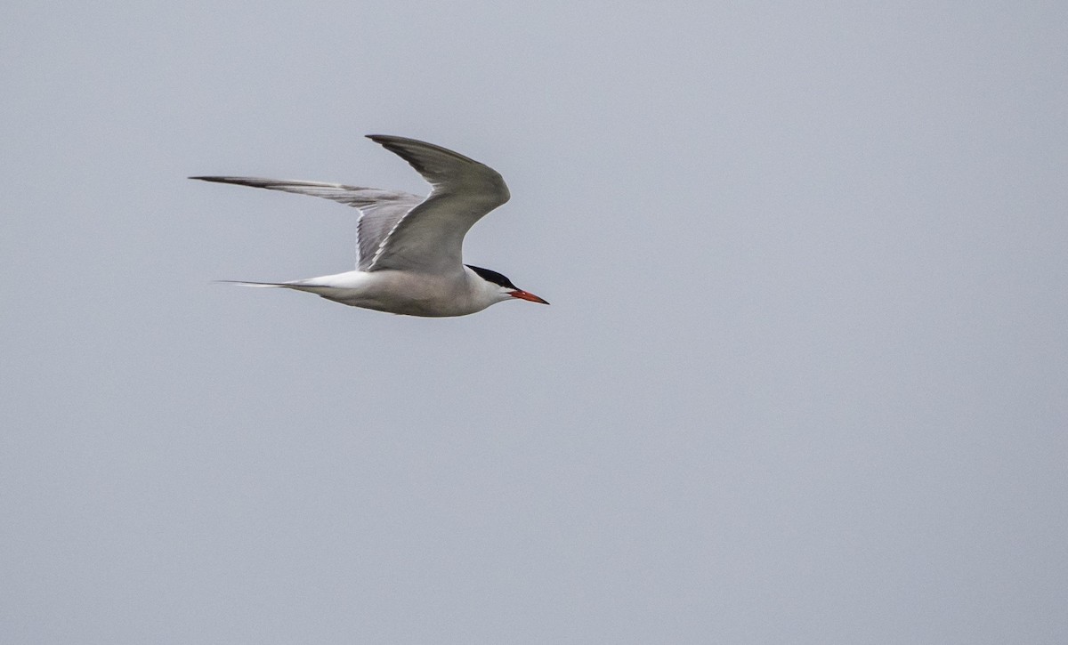 Common Tern - ML640736801