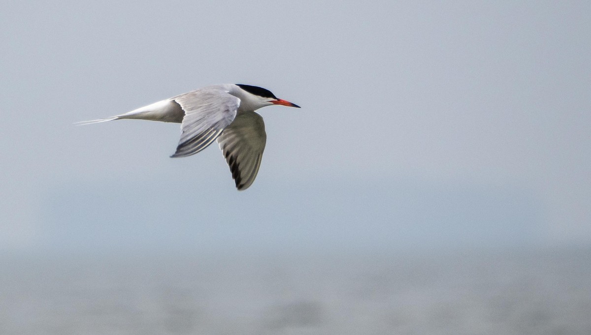 Common Tern - ML640736802