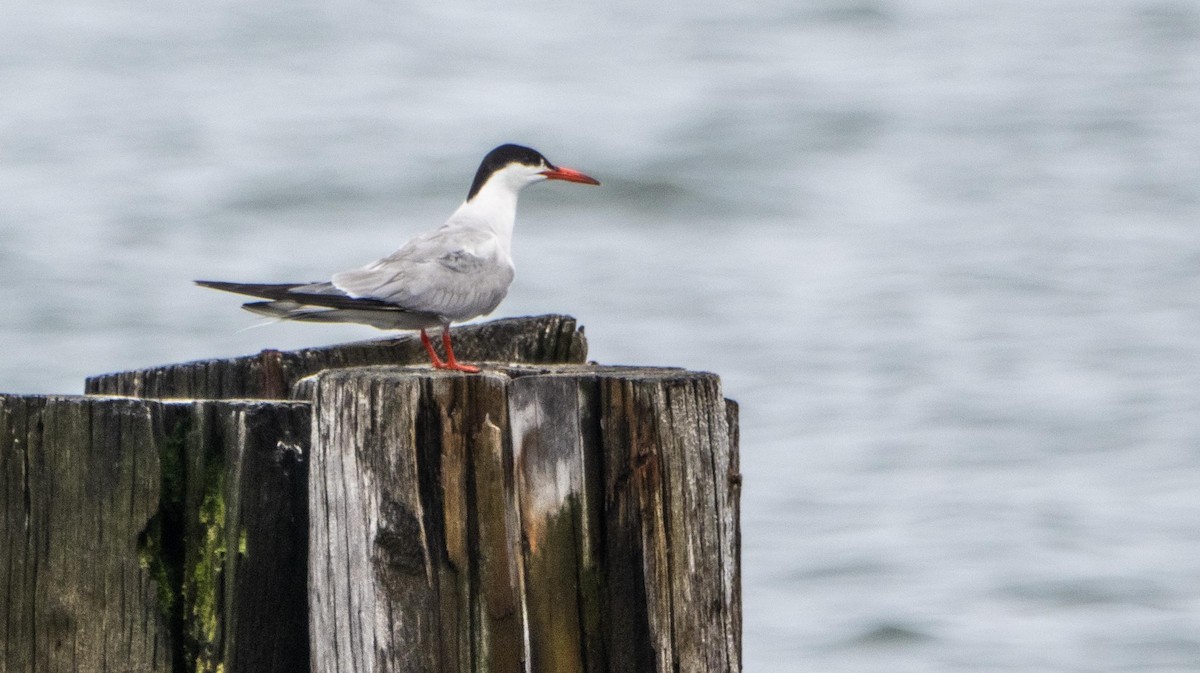 Common Tern - ML640736803