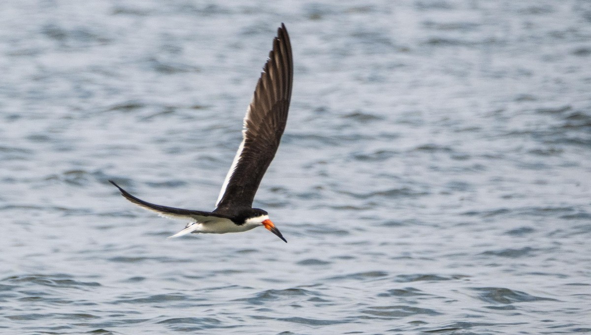 Black Skimmer - ML640736808