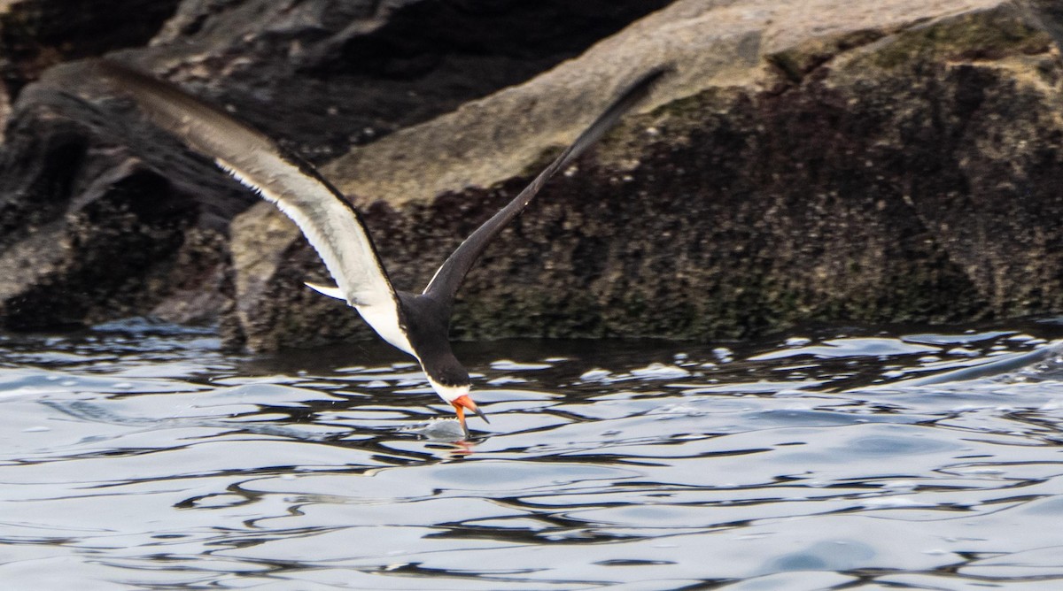 Black Skimmer - ML640736809