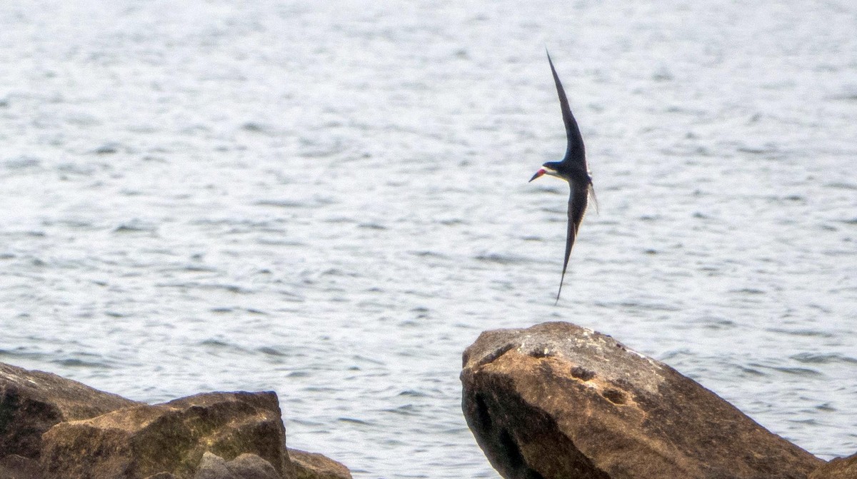 Black Skimmer - ML640736810