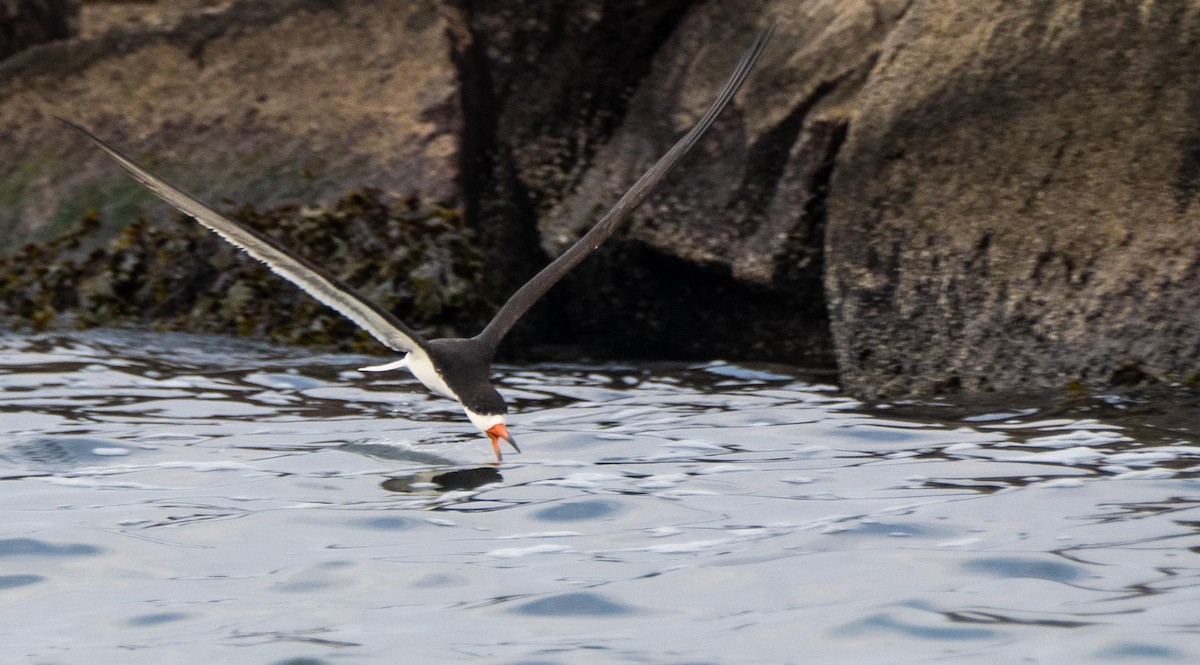 Black Skimmer - ML640736811