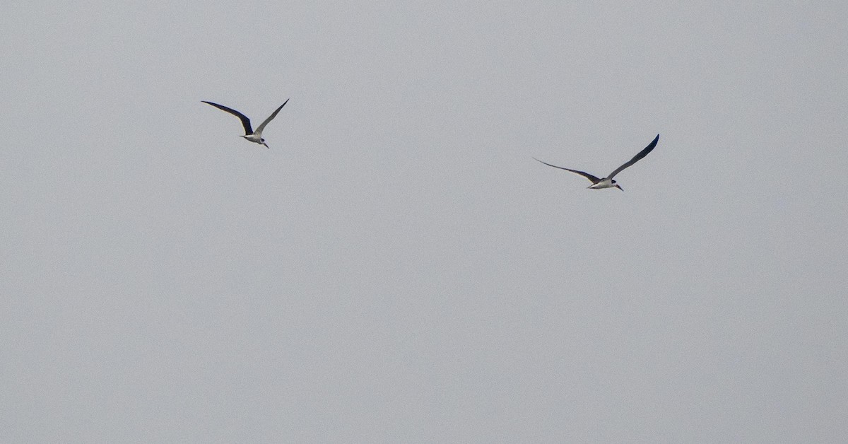 Black Skimmer - ML640736812