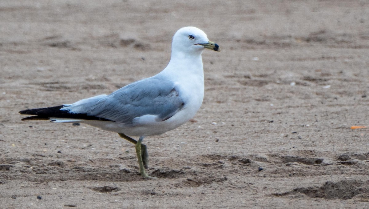 Ring-billed Gull - ML640736825