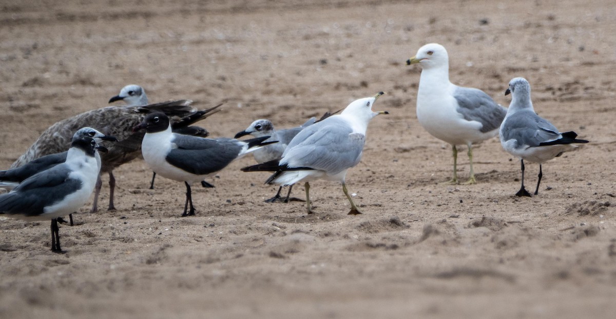Ring-billed Gull - ML640736828
