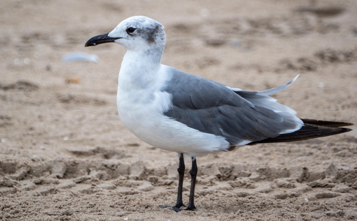 Laughing Gull - ML640736831