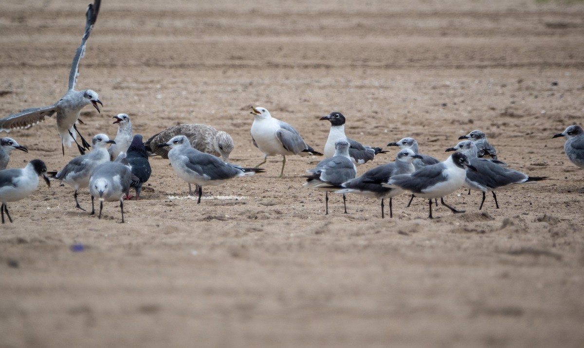 Laughing Gull - ML640736832