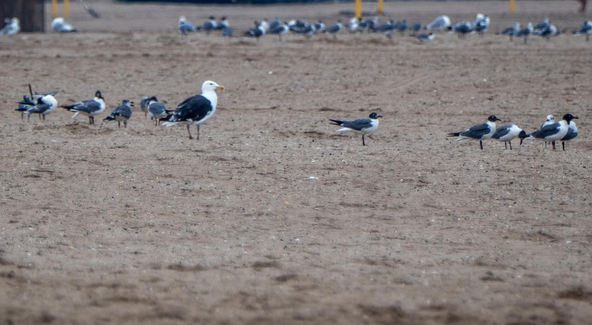 Laughing Gull - ML640736833