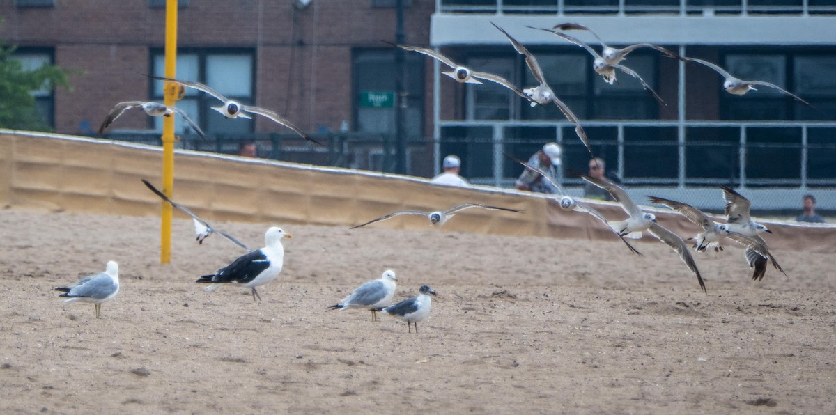 Laughing Gull - ML640736834