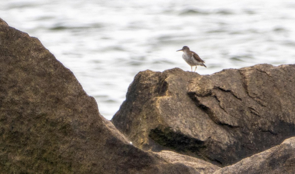 Spotted Sandpiper - ML640736843