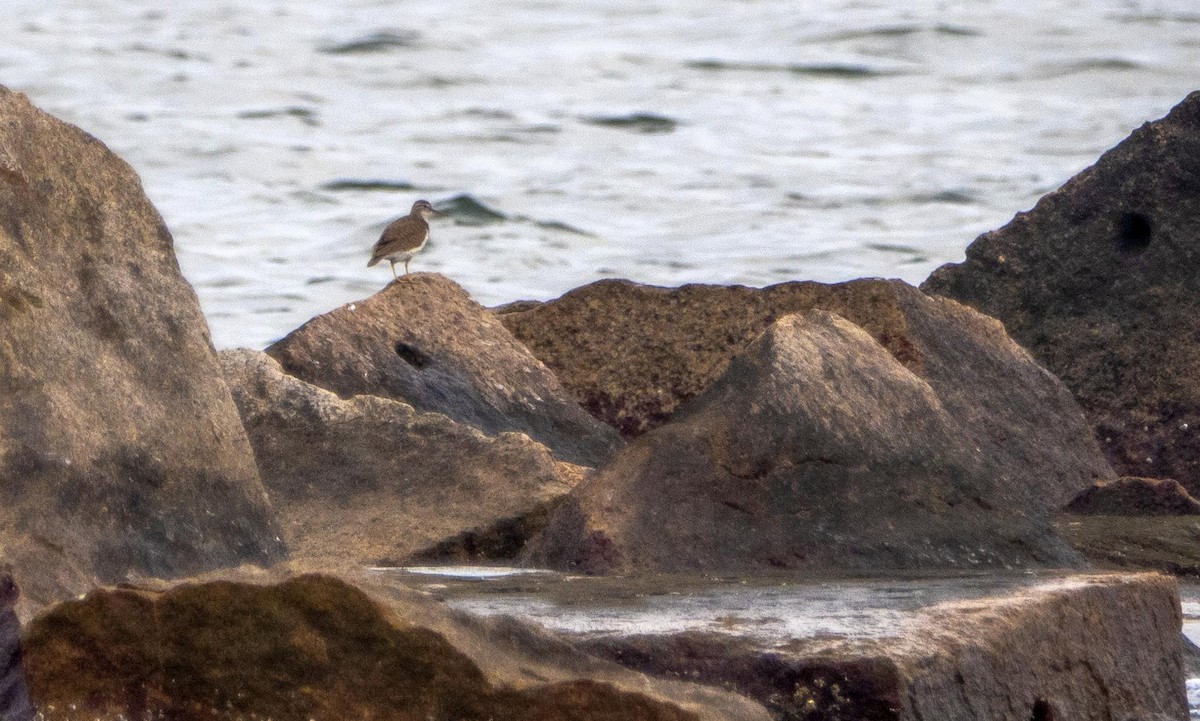 Spotted Sandpiper - ML640736844