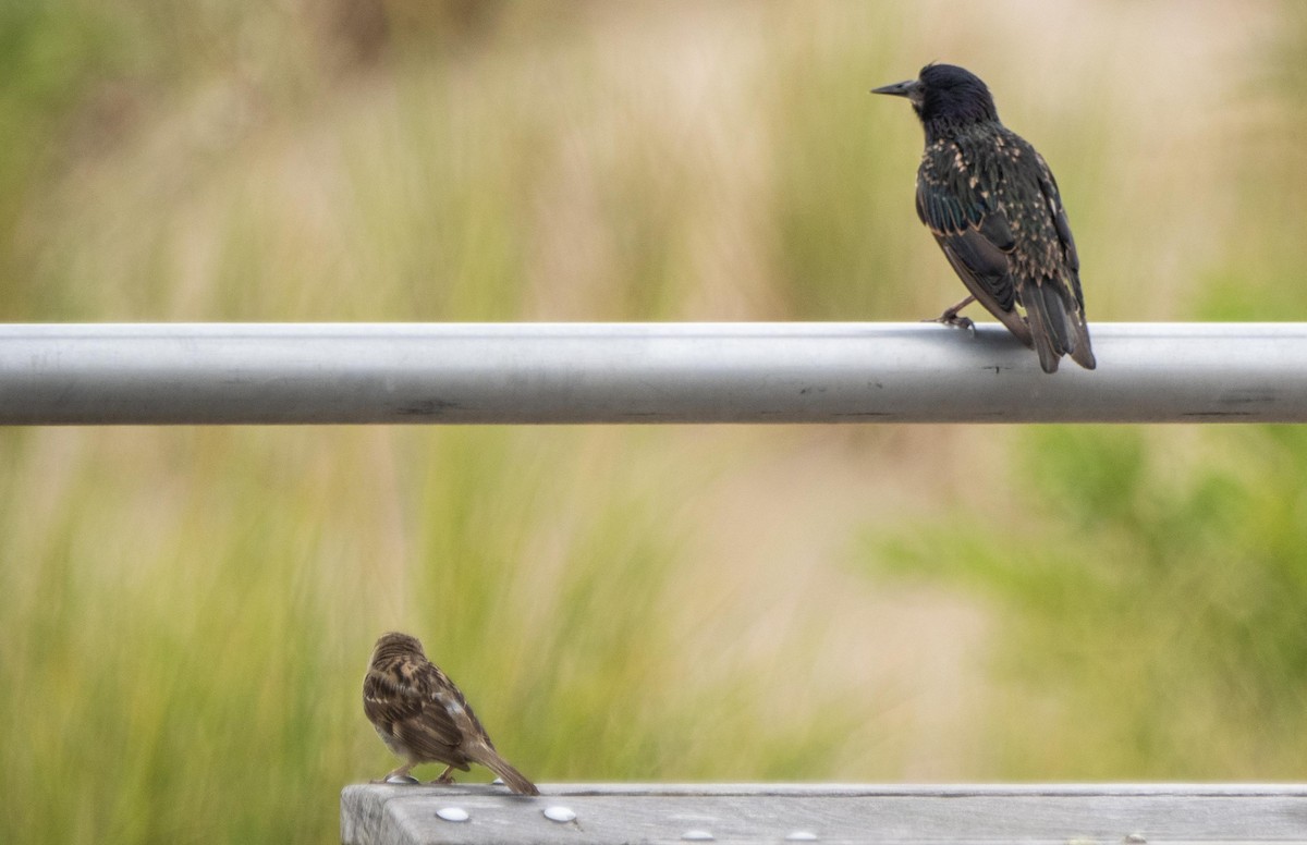 European Starling - ML640736865