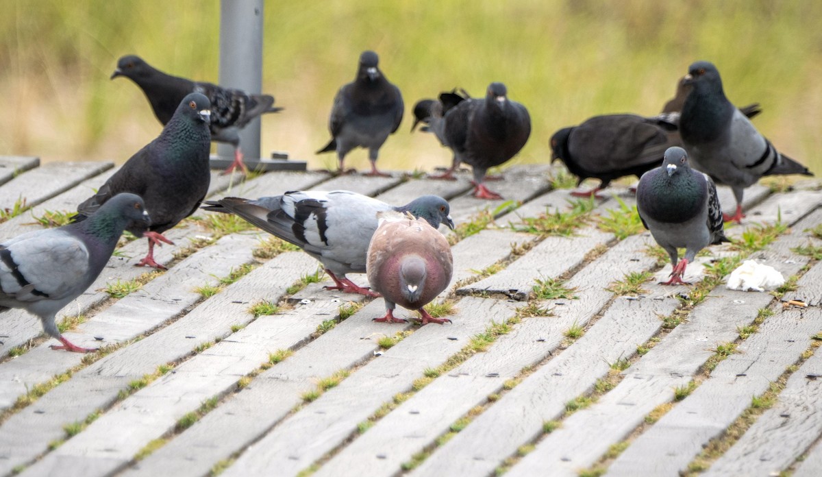 Rock Pigeon (Feral Pigeon) - ML640736876