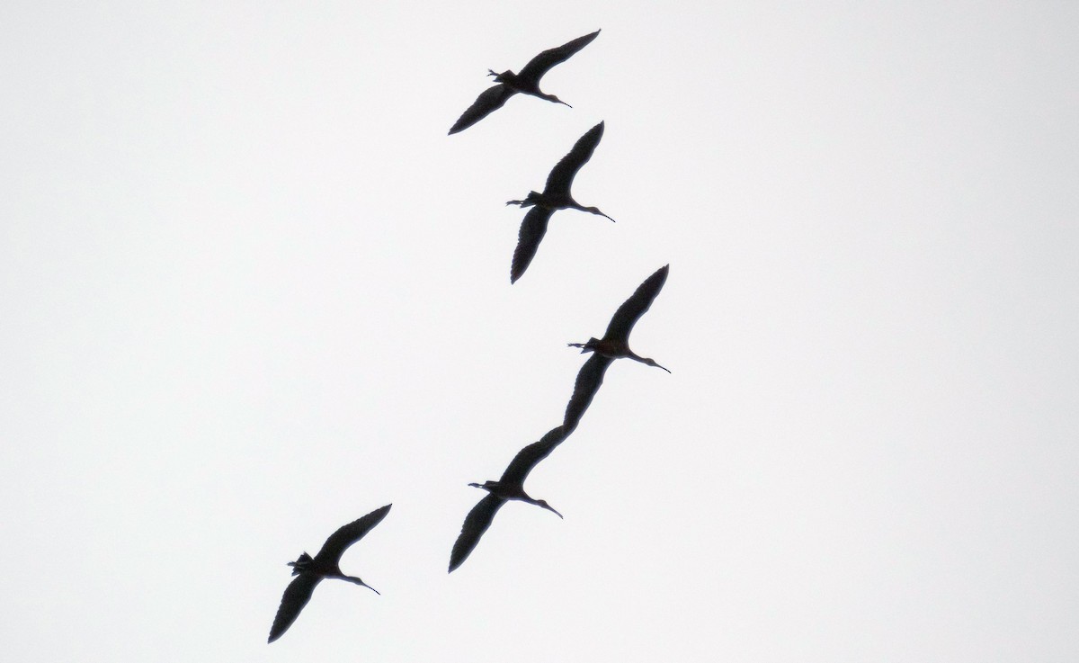 Glossy Ibis - ML640736910