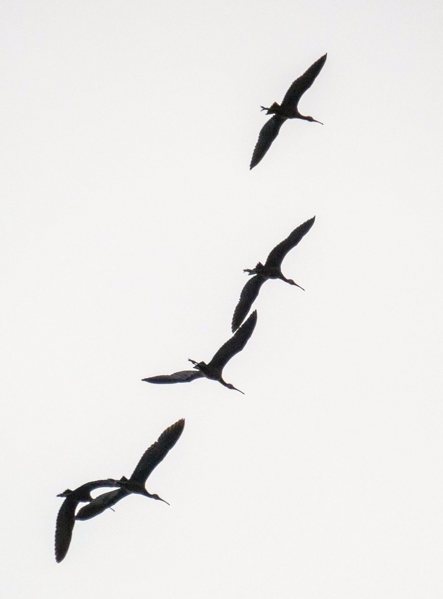 Glossy Ibis - ML640736911
