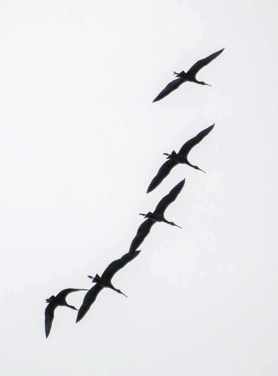 Glossy Ibis - ML640736913