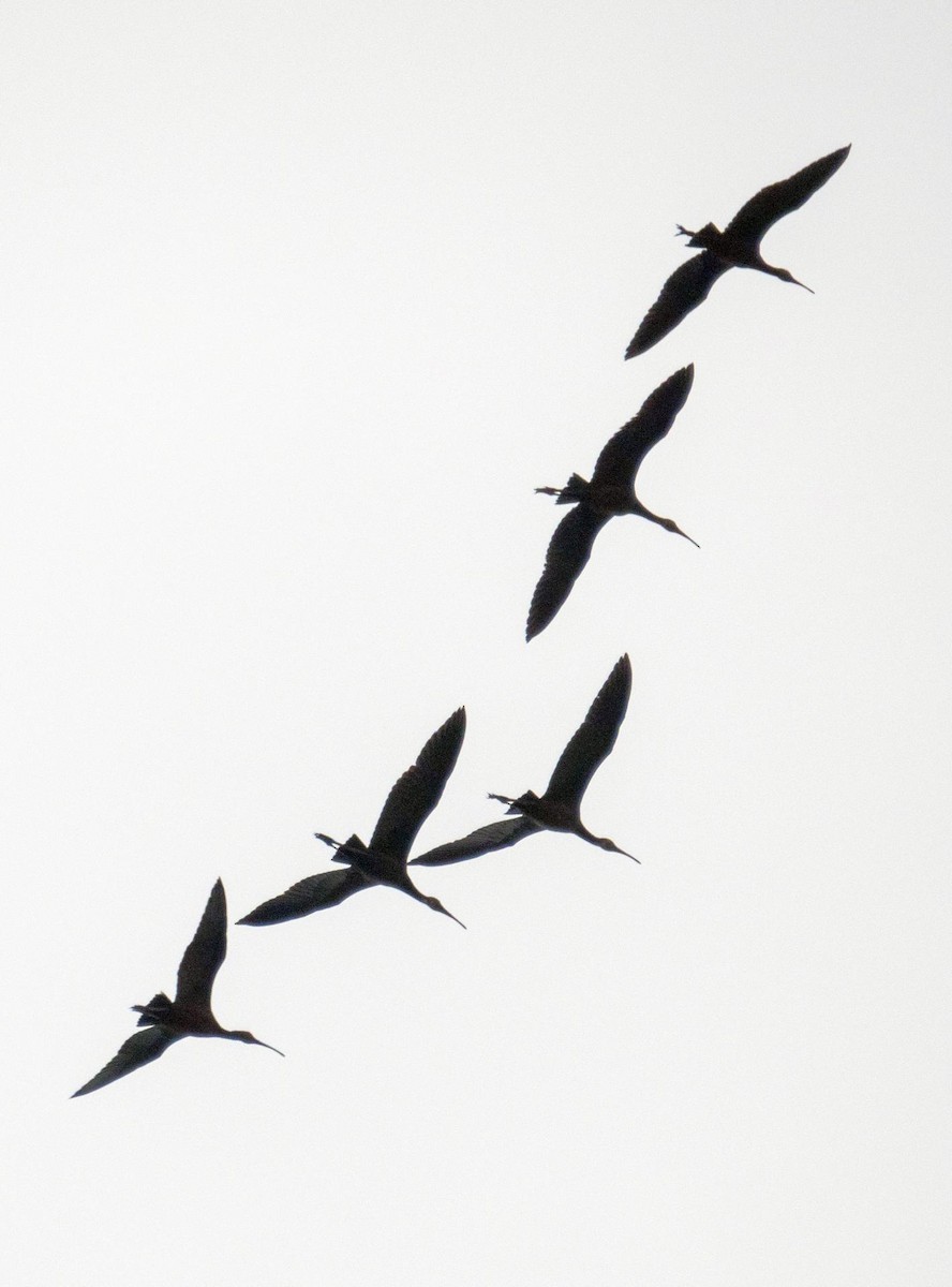 Glossy Ibis - ML640736914