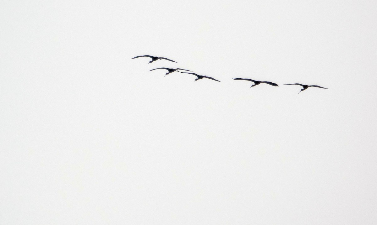 Glossy Ibis - ML640736916