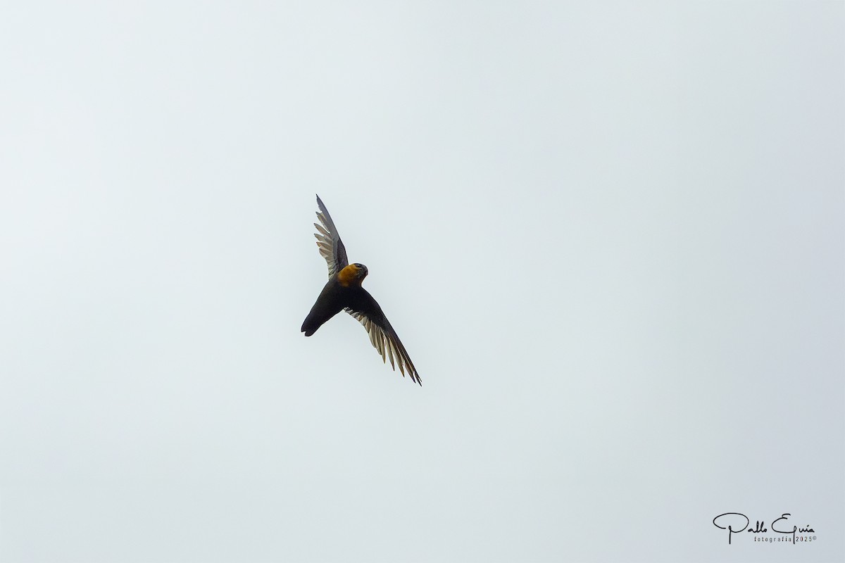 Chestnut-collared Swift - ML640737003