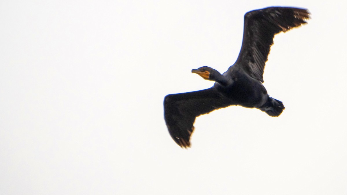 Cormoran à aigrettes - ML640737035
