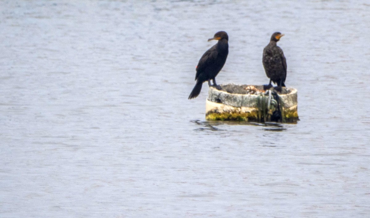 Cormoran à aigrettes - ML640737036