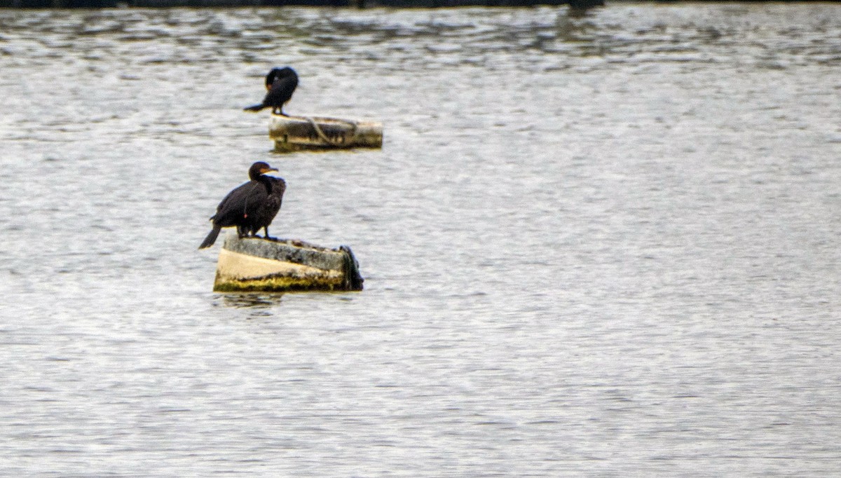 Cormoran à aigrettes - ML640737037