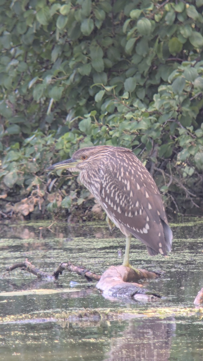 Black-crowned Night Heron - ML640737048