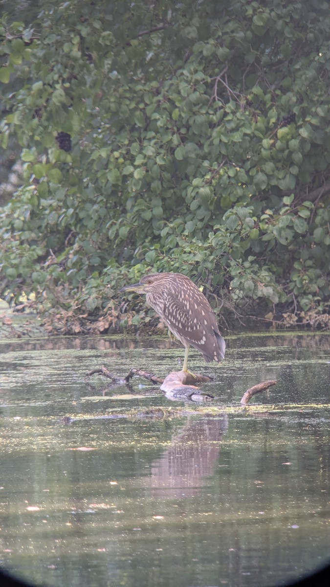 Black-crowned Night Heron - ML640737049