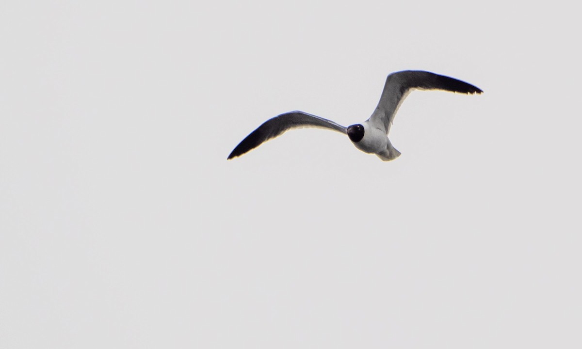 Mouette atricille - ML640737069