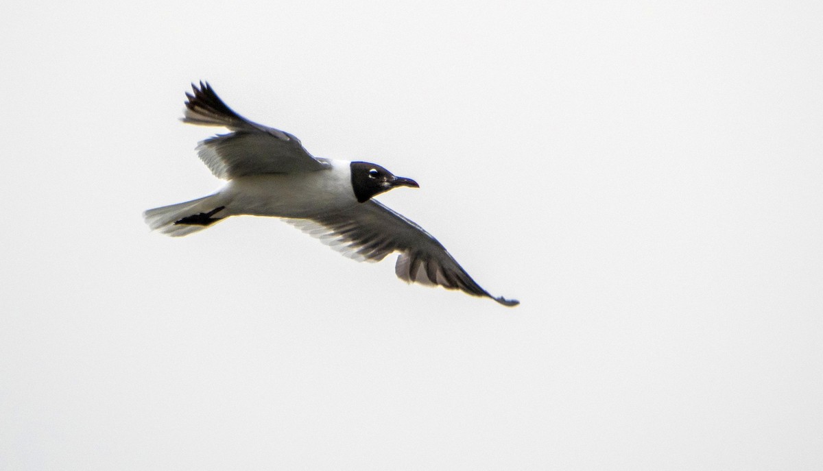 Mouette atricille - ML640737070