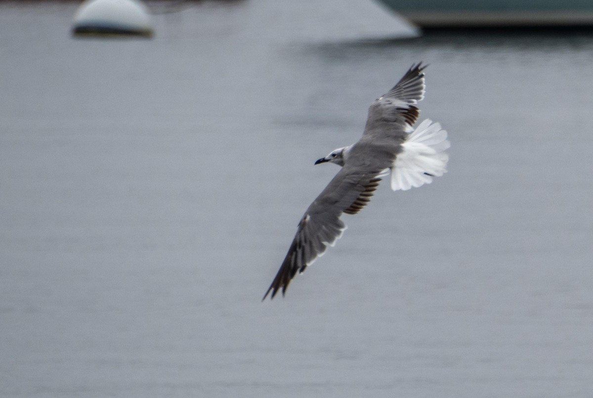 Mouette atricille - ML640737071