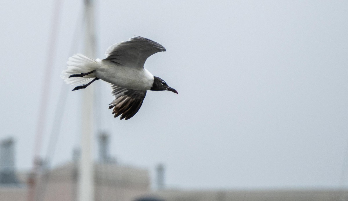 Mouette atricille - ML640737072