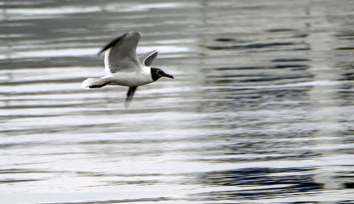 Mouette atricille - ML640737073