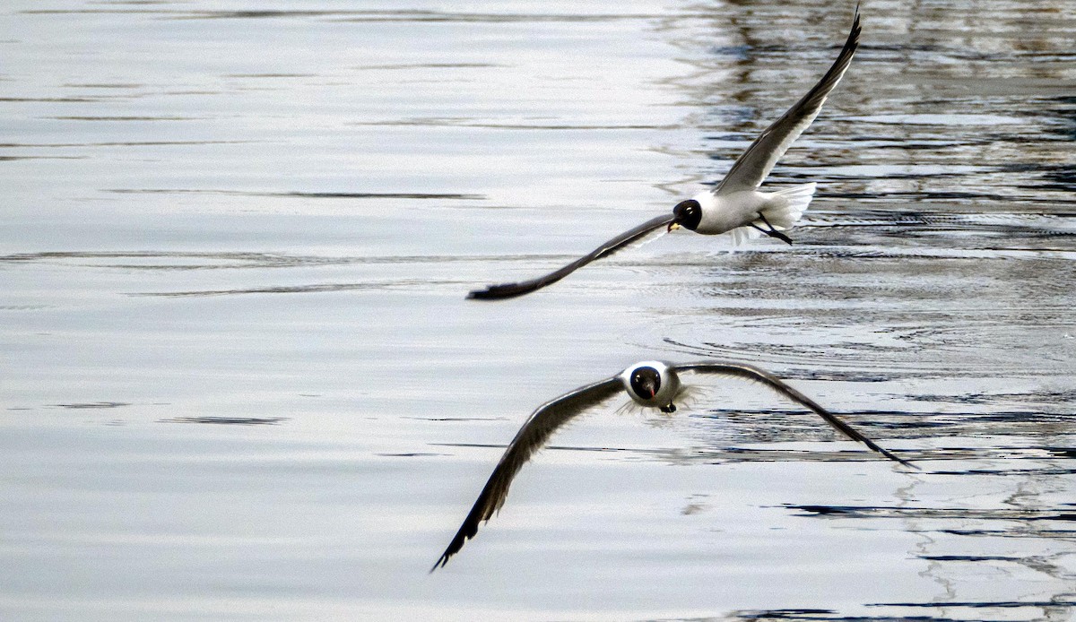 Mouette atricille - ML640737074