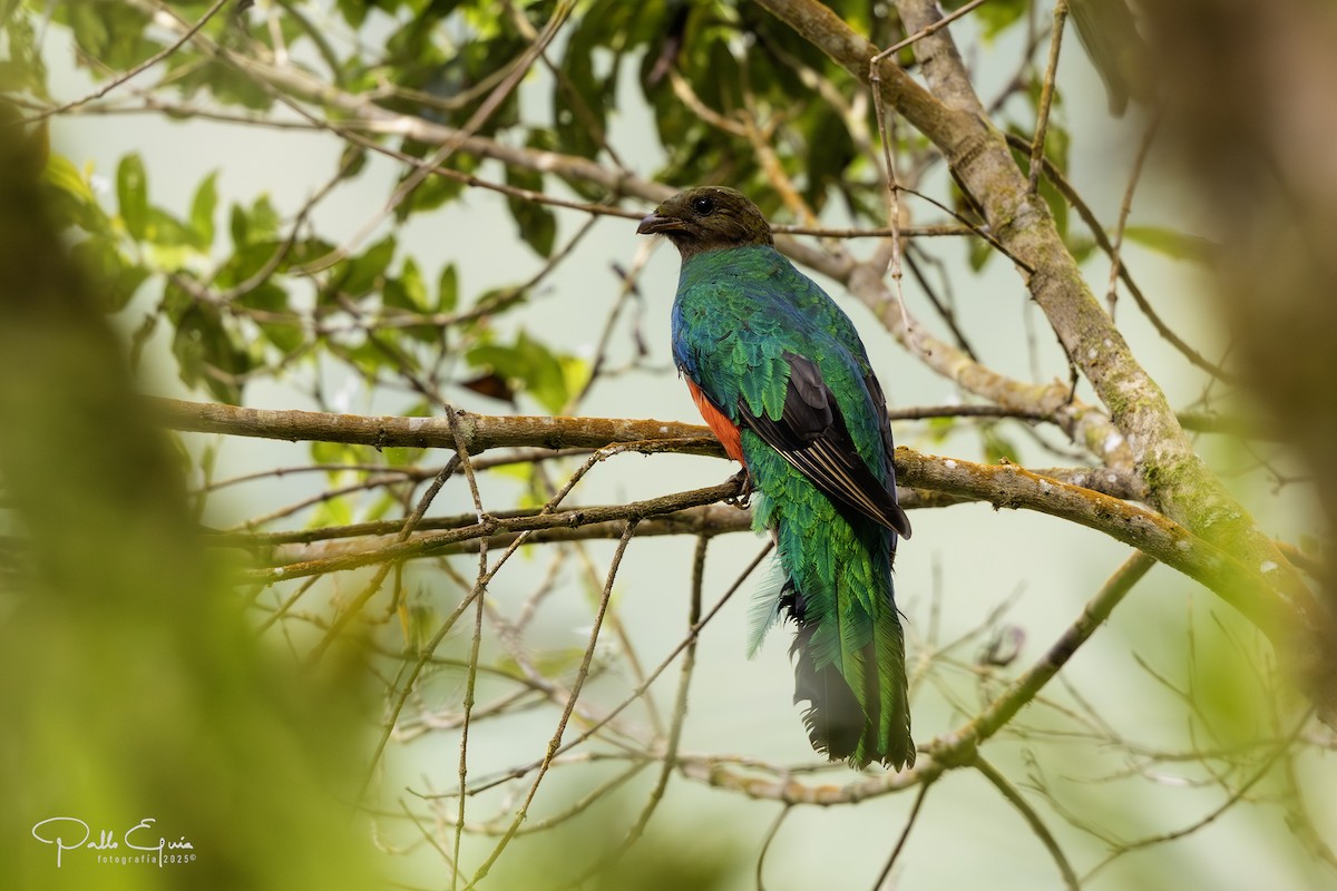Quetzal doré - ML640737116