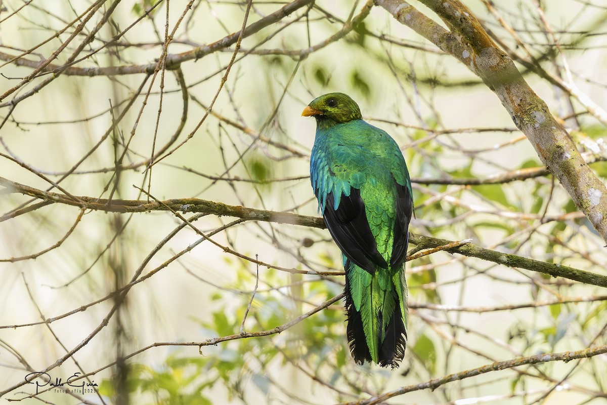 Quetzal doré - ML640737118