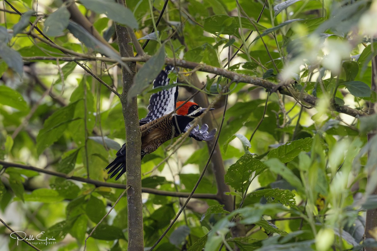 Powerful Woodpecker - ML640737143