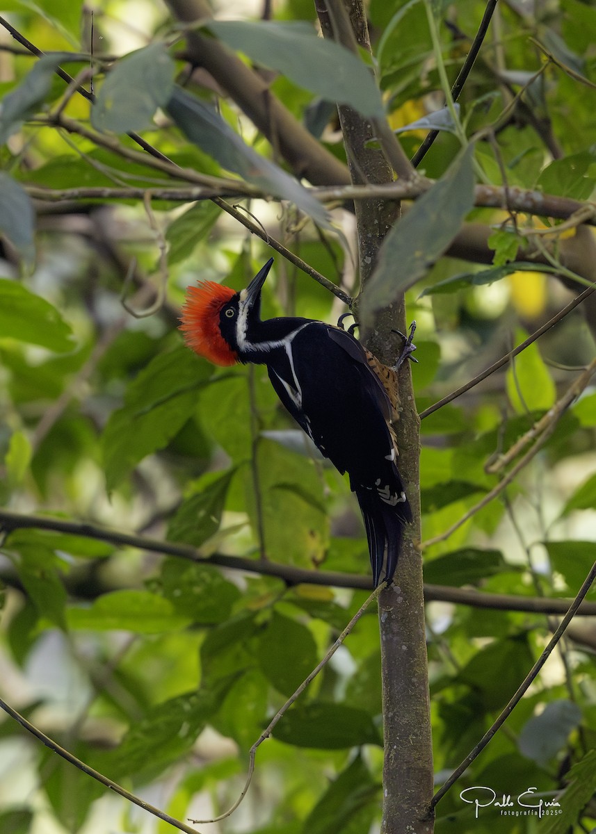 Powerful Woodpecker - ML640737144