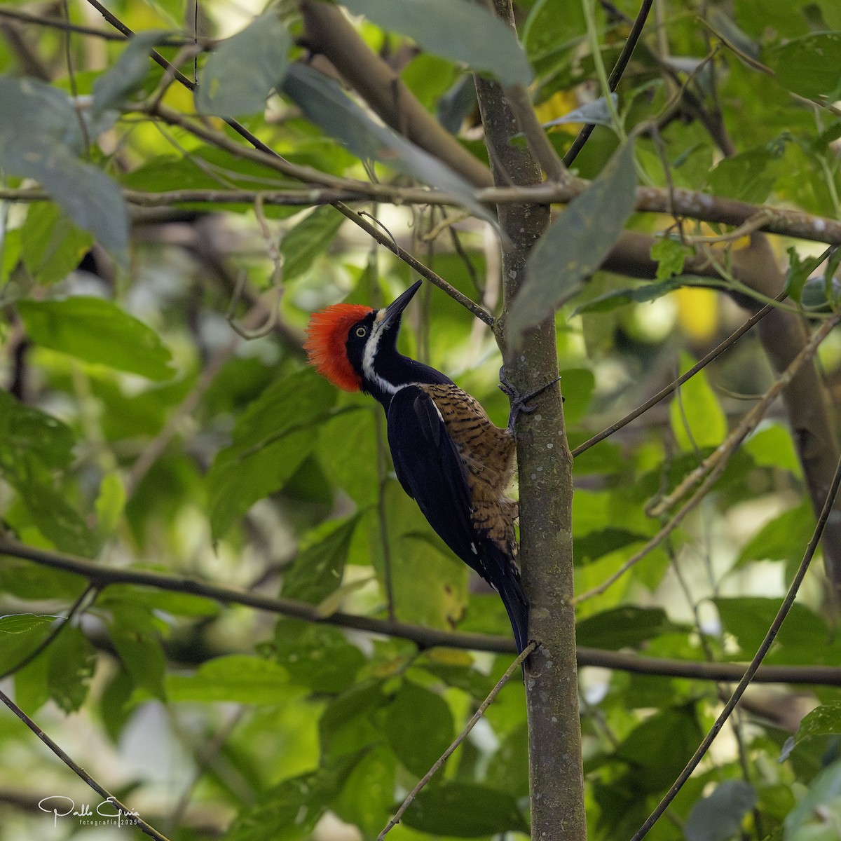 Powerful Woodpecker - ML640737145